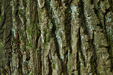 bark with little moss on it. nice structure detailed structure