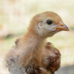Young Chick 