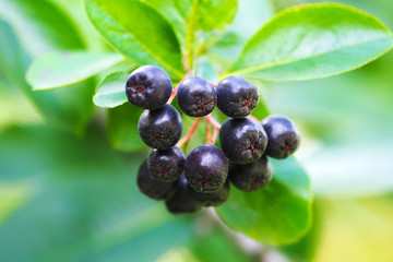 Black chokeberry or Aronia melanocarpa fruit on branch in garden close-up