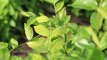 green leaves in the garden