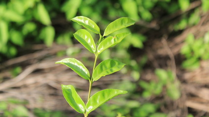 Fototapeta na wymiar green sprout of a plant
