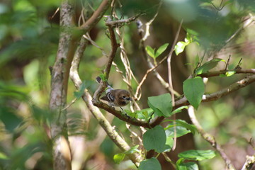 Hawaiian Forest Bird - Elepaio