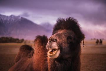 Camel head , close-up on desert background