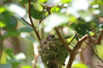 Hawaiian Forest Bird - Elepaio