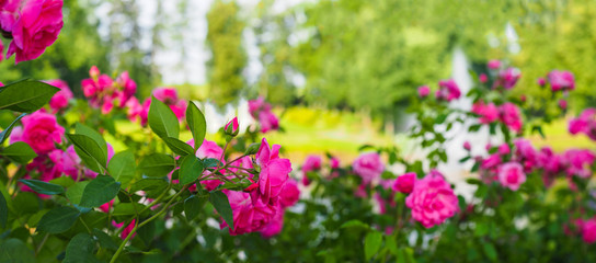 Fototapeta na wymiar Blooming pink roses in the summer garden park, panoramic view. Rose garden