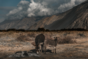Fototapeta na wymiar Donkey in the meadow Snow mountain background India himalayas