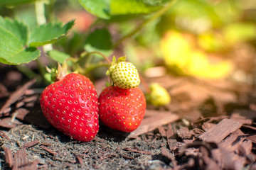 family of strawberries, which grow naturally in the organic garden.
