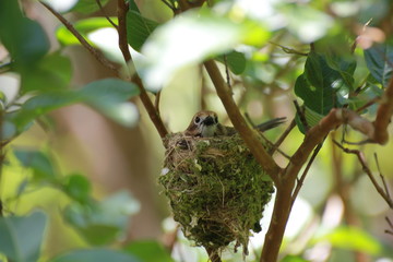 Hawaiian Forest Bird - Elepaio