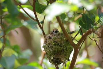 Hawaiian Forest Bird - Elepaio