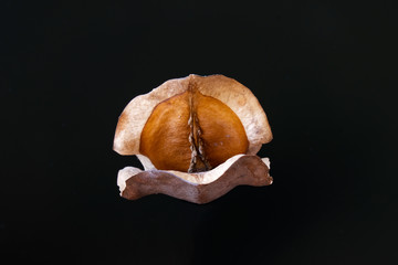 Fruit or the Jacaranda tree