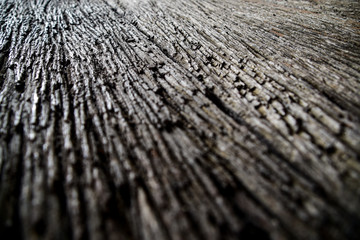 close up of a tree bark