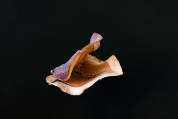 Fruit or the Jacaranda tree 