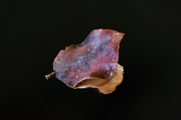 Fruit or the Jacaranda tree 