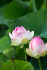 Obraz premium 蓮の花 夏のイメージ