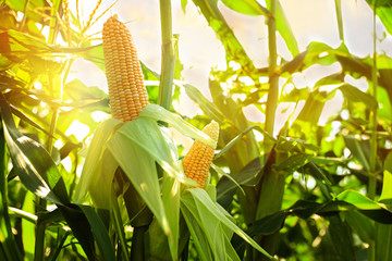 Sunlit corn field with ripening cobs, closeup view