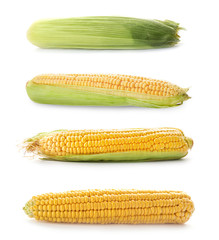 Set of ripe corn cobs on white background