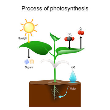 Photosynthesis Process in plants