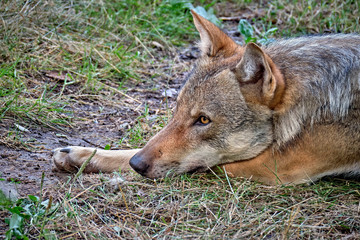 Europäischer Wolf