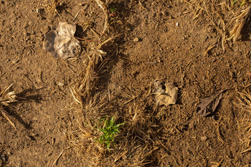 Soil background. Dry garden texture.