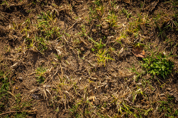 Dry and green grass texture