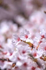 Fototapeta premium 桜の花 春のイメージ