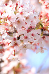 Obraz premium 桜の花 春のイメージ