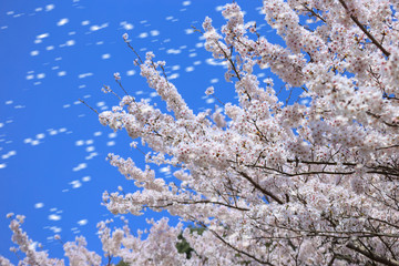 桜の花　春のイメージ　花びらが風に舞うイメージ