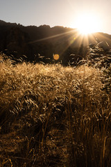 Grass backlit by the golden rising sun. - 371754950