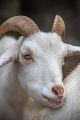 ヤギのポートレート