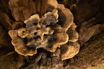 Shapes and texture of fungi in tree bark
