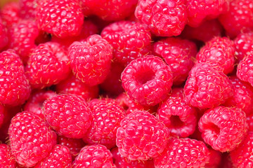 Freshly picked ripe red juicy raspberries, top view. Raspberry fruit background