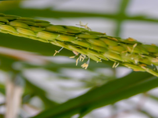 Background of pollen ,riceBackground of pollen rice, rice field, during pregnancy, rise during the period of rice milk production.