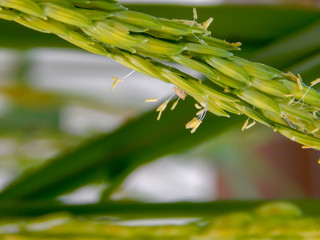 field rice,Pollen riceRice flower pollen with water in the morning waiting to be pollinated and blurred insects..