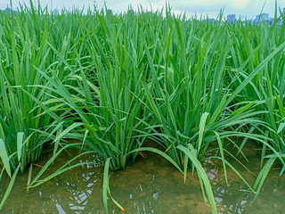 rice plants image of the rice plant in the rice field up close with water..