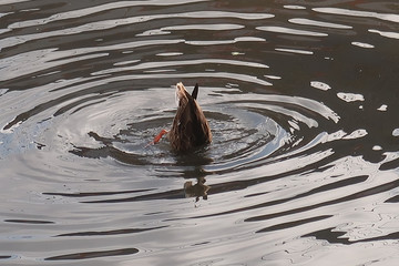 Mallard ducks swimming in the river