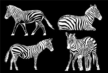 Fototapeta na wymiar Graphical set of zebras isolated on black background, vector elements for design and printing