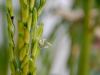 field rice,Pollen riceRice flower pollen with water in the morning waiting to be pollinated and blurred insects..