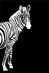 Fototapeta na wymiar vector zebra on black background, fashion cover for design and printing