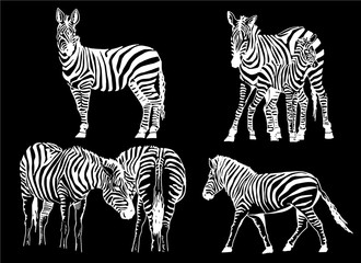 Graphical set of zebras isolated on black background, vector elements for design and printing