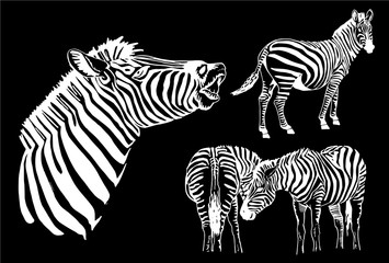 Graphical set of zebras isolated on black background, vector elements for design and printing