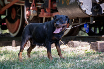 Dog breed rottweiler outside under sunlight