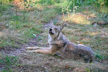 Europäischer Wolf