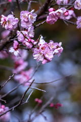 紅梅　初春イメージ