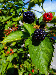 BlackBerry Bush in the garden on a summer day
