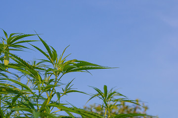 Close-up of cannabis green leaves swaying in the wind with sky background