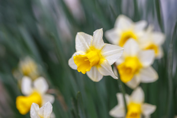 水仙の花　初春イメージ