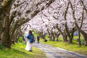 Fototapeta premium 桜のアーチ 春のイメージ