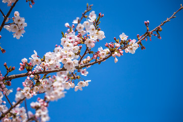 桜の花　春のイメージ