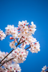桜の花　春のイメージ