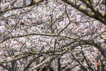 桜の花　春のイメージ